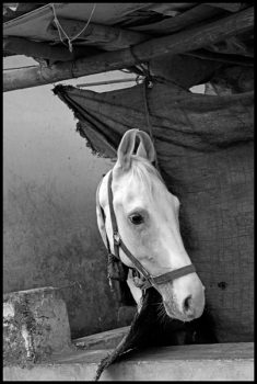 INDIA. 5. Rajasthan. Udaipur. Horse.